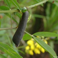 Crotalaria trichotoma Bojer